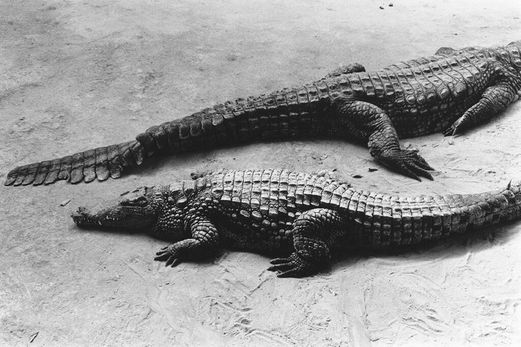 Home - © Alassan Diawara