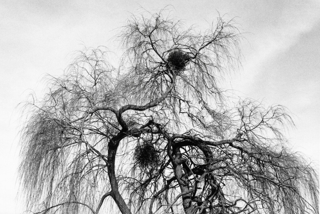Mémoire Universelle - © Alassan Diawara